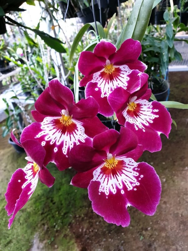 Foto Bunga Anggrek Terindah - KibrisPDR