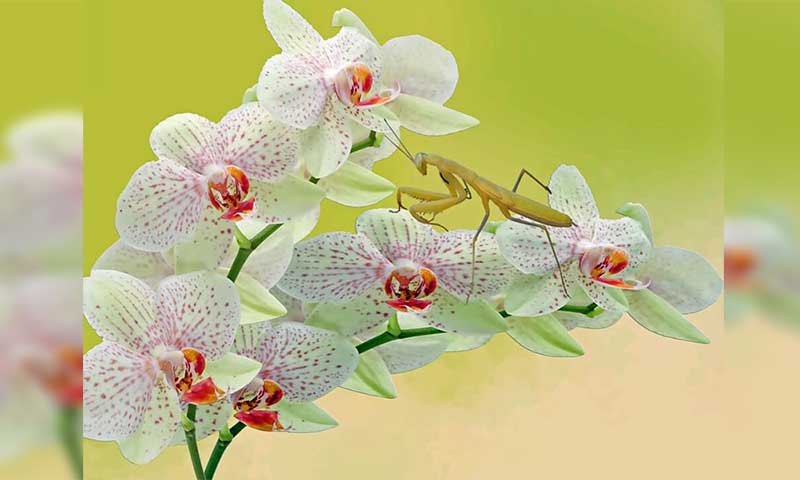 Detail Foto Bunga Anggrek Terindah Nomer 12