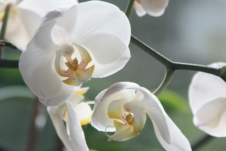 Detail Foto Bunga Anggrek Terindah Nomer 15