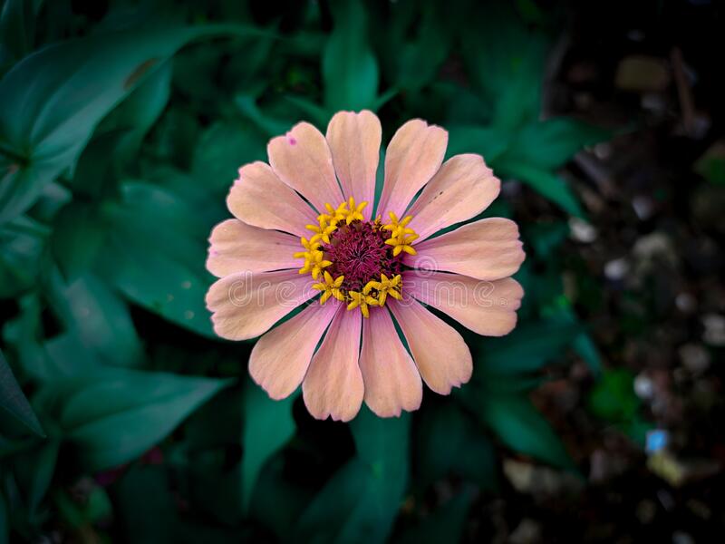 Detail Foto Bunga Aster Nomer 3