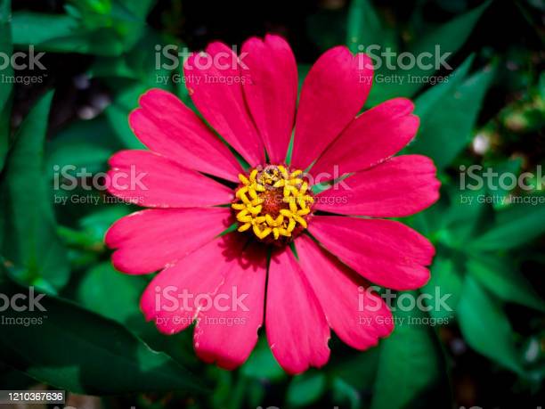 Detail Foto Bunga Aster Nomer 4