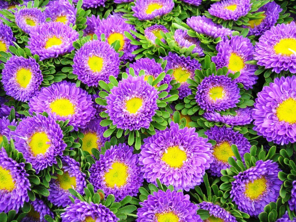 Detail Foto Bunga Aster Nomer 5