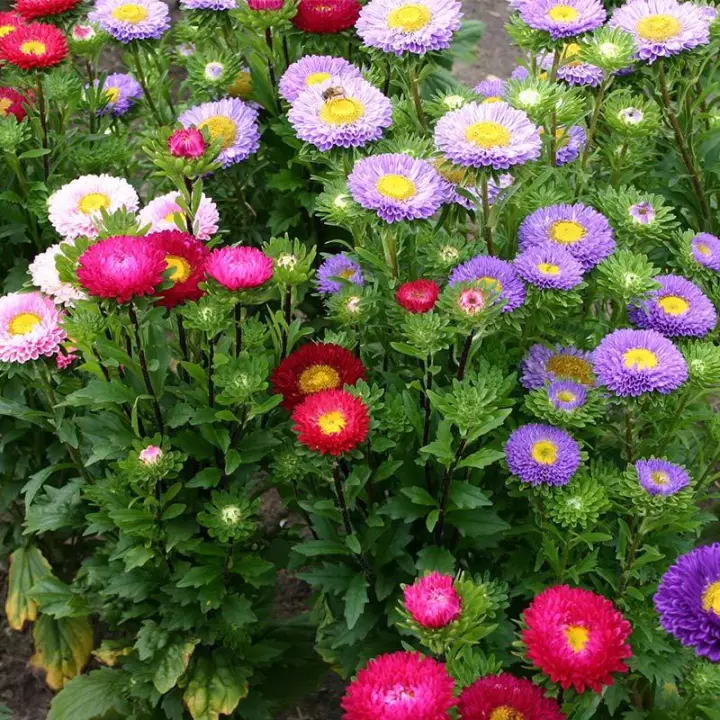 Detail Foto Bunga Aster Nomer 8