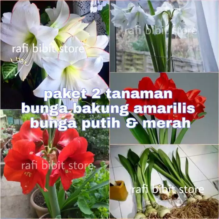 Detail Foto Bunga Bakung Nomer 36