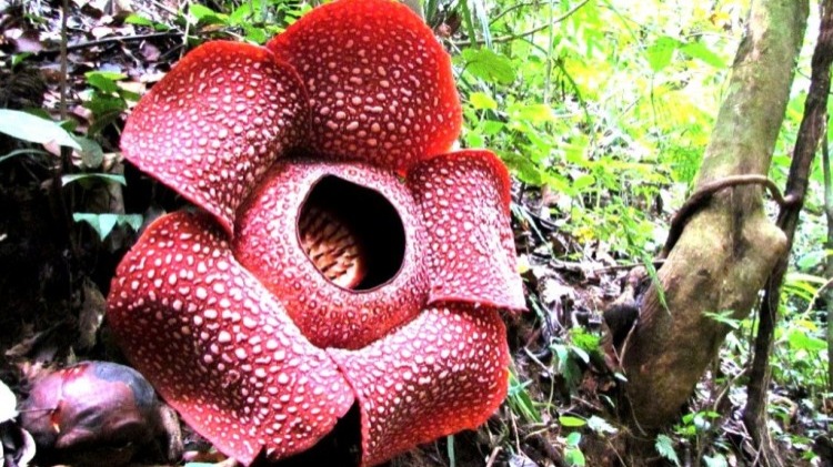 Detail Foto Bunga Bangkai Dan Rafflesia Nomer 26