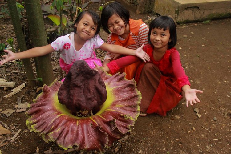 Detail Foto Bunga Bangkai Dan Rafflesia Nomer 5