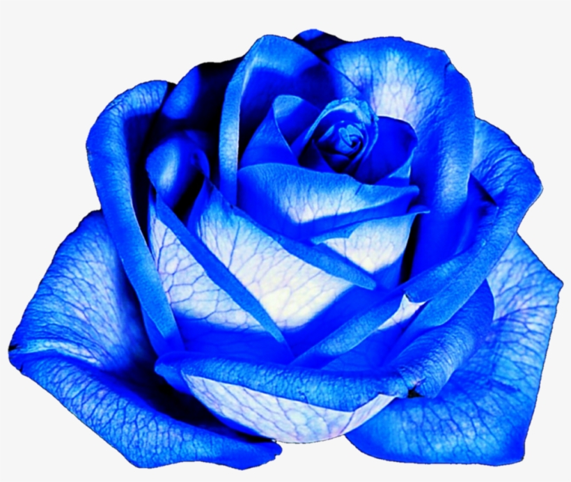 Detail Foto Bunga Biru Nomer 42