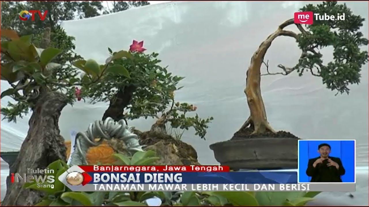 Detail Foto Bunga Bonsai Nomer 51