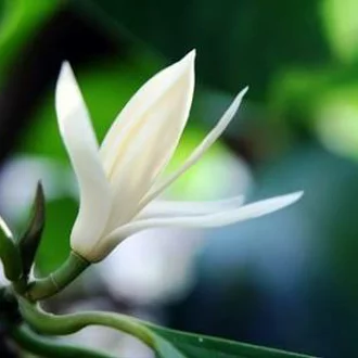 Detail Foto Bunga Cempaka Putih Nomer 41