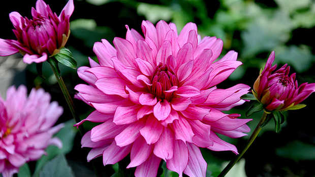 Detail Foto Bunga Dahlia Nomer 38