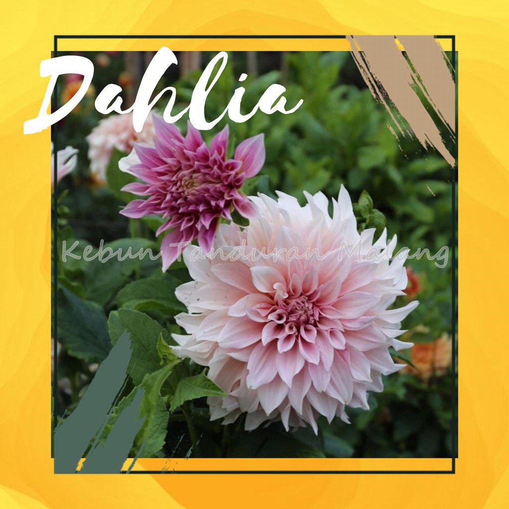 Detail Foto Bunga Dahlia Nomer 47