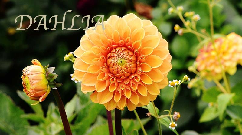 Detail Foto Bunga Dahlia Nomer 48