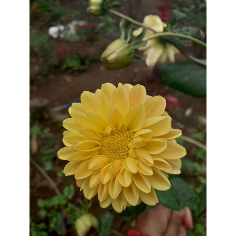 Detail Foto Bunga Dahlia Nomer 55