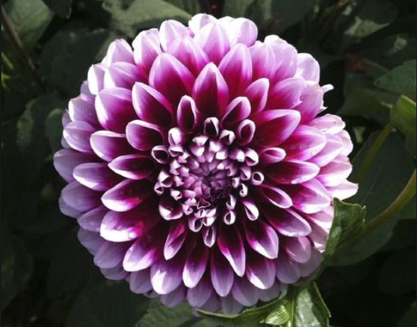 Detail Foto Bunga Dahlia Keren Nomer 13