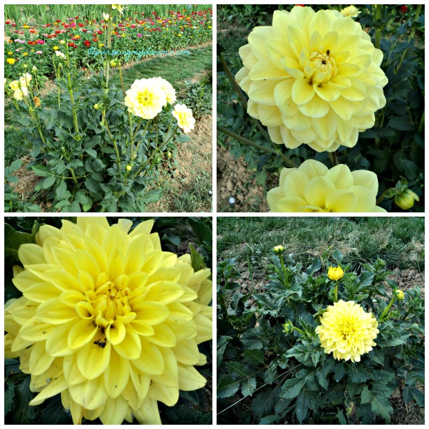 Detail Foto Bunga Dahlia Keren Nomer 18