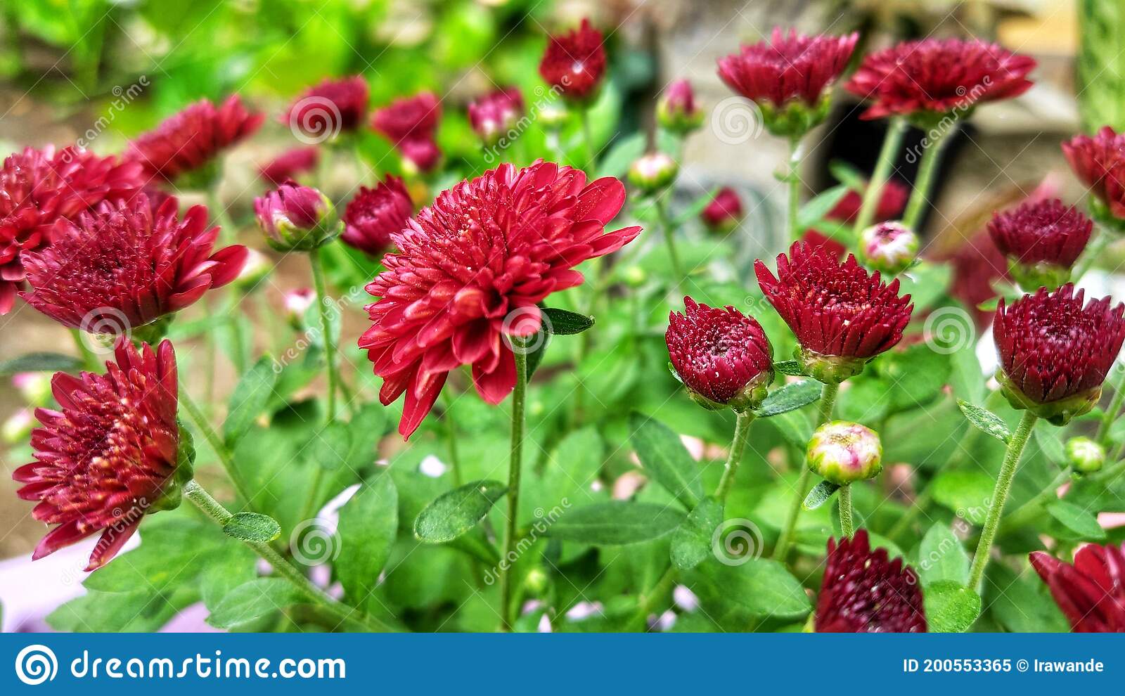 Detail Foto Bunga Dahlia Keren Nomer 24