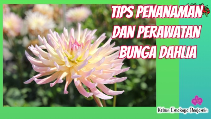 Detail Foto Bunga Dahlia Keren Nomer 30