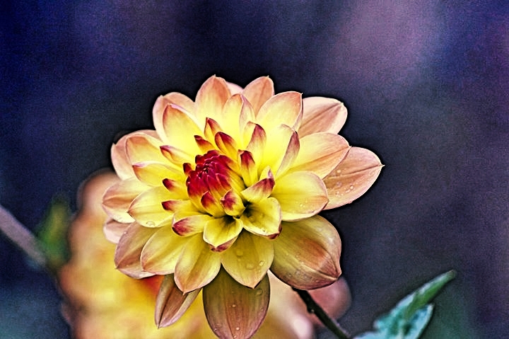 Detail Foto Bunga Dahlia Keren Nomer 31