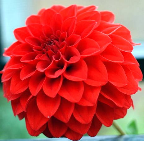 Detail Foto Bunga Dahlia Keren Nomer 34