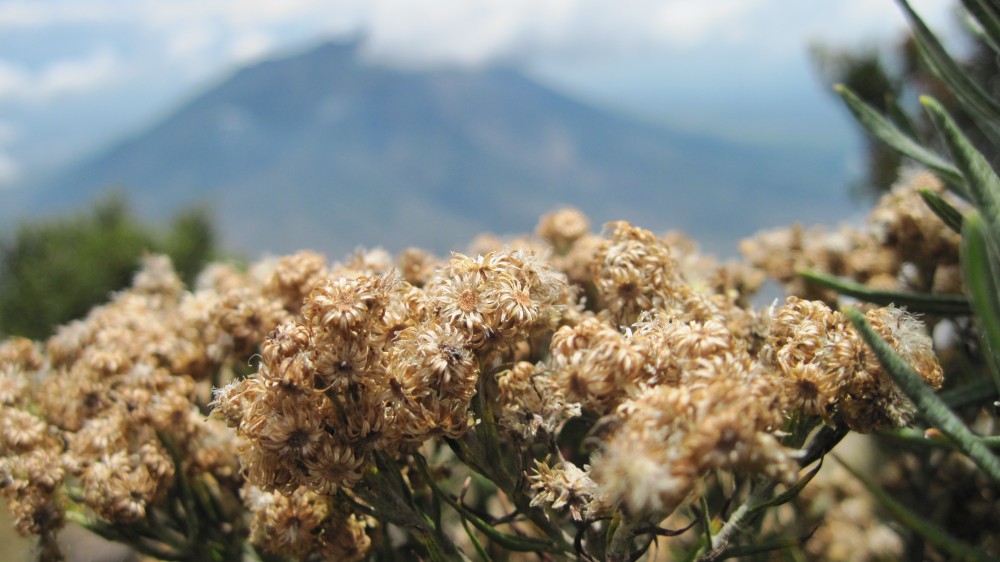 Detail Foto Bunga Edelweis Di Gunung Nomer 12