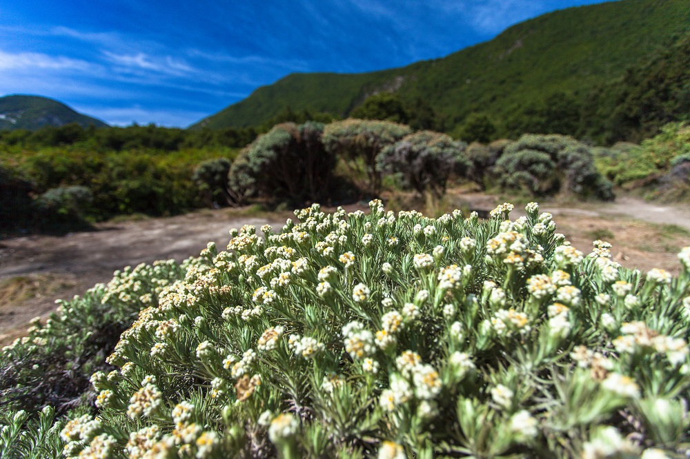 Detail Foto Bunga Edelweis Di Gunung Nomer 3