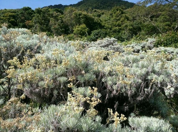 Detail Foto Bunga Edelweis Di Gunung Nomer 17