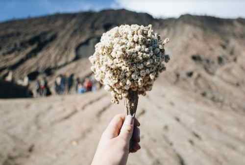 Detail Foto Bunga Edelweis Di Gunung Nomer 21