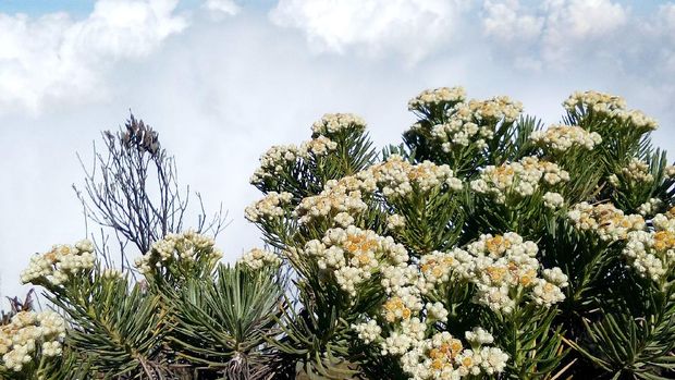 Detail Foto Bunga Edelweis Di Gunung Nomer 34