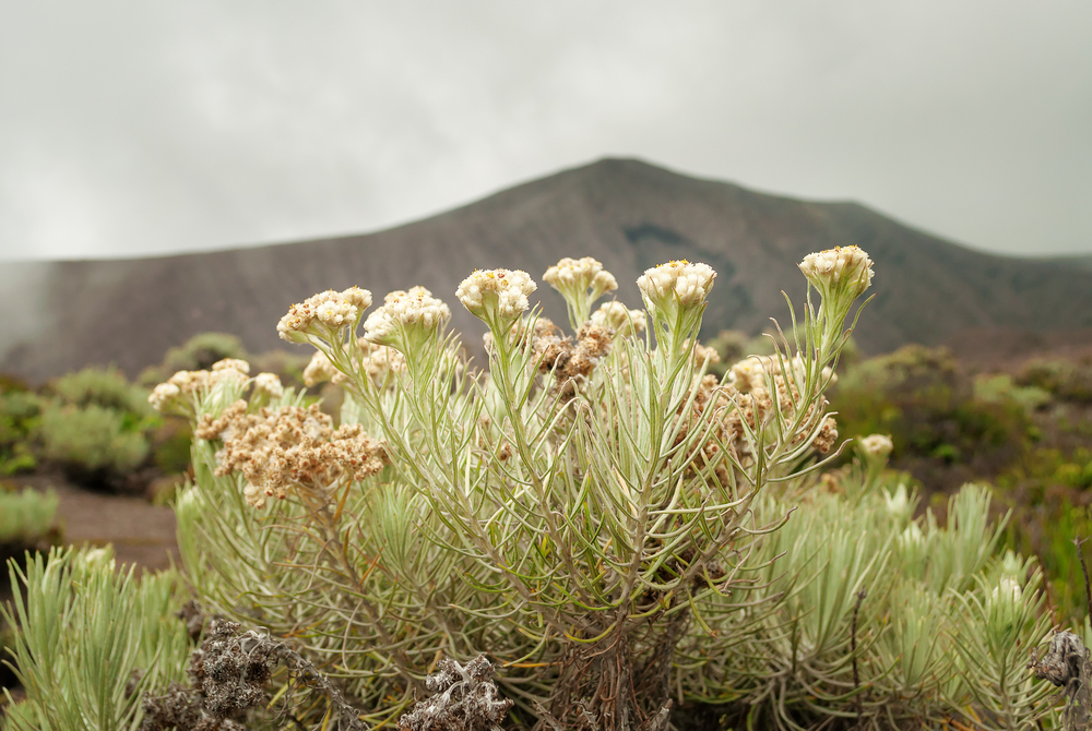 Detail Foto Bunga Edelweis Di Gunung Nomer 35