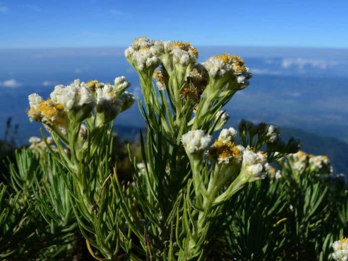 Detail Foto Bunga Edelweis Di Gunung Nomer 37
