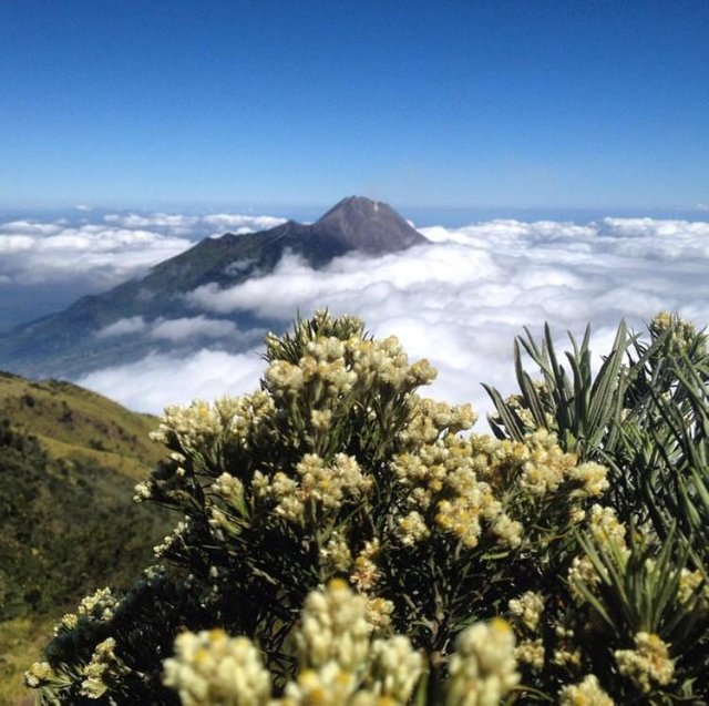 Detail Foto Bunga Edelweis Di Gunung Nomer 6