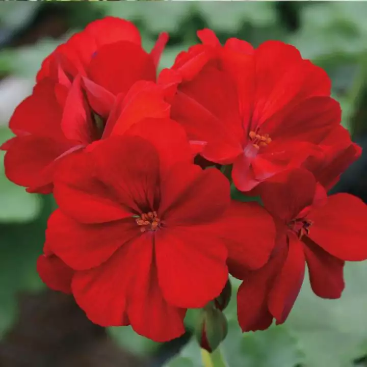 Detail Foto Bunga Geranium Nomer 20