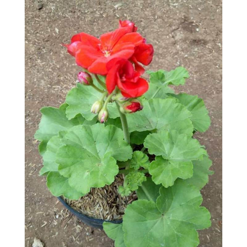 Detail Foto Bunga Geranium Nomer 28