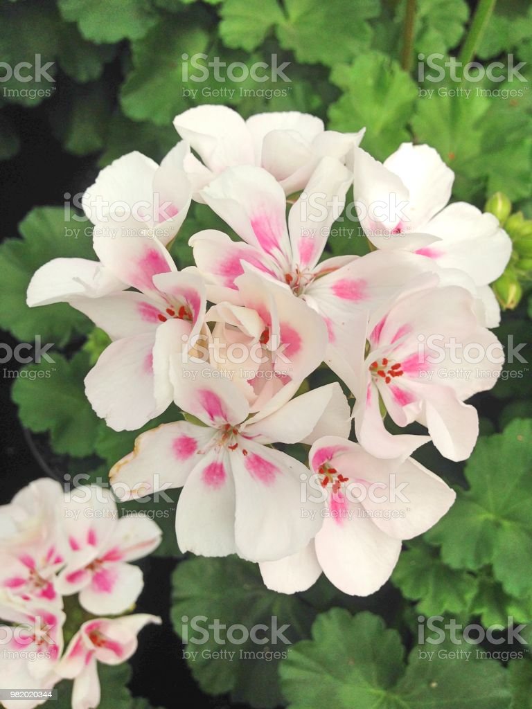 Detail Foto Bunga Geranium Nomer 39