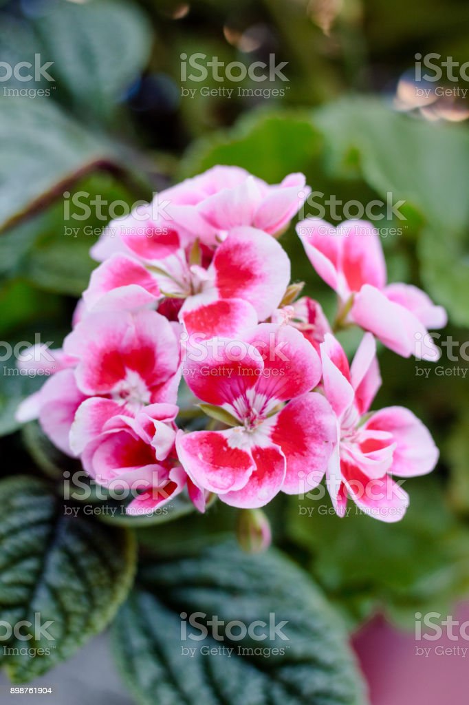 Detail Foto Bunga Geranium Nomer 51