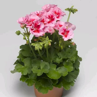 Detail Foto Bunga Geranium Pink Nomer 11