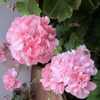 Detail Foto Bunga Geranium Pink Nomer 14
