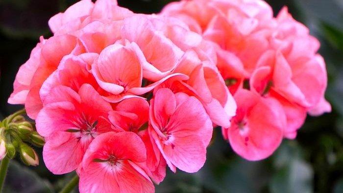 Detail Foto Bunga Geranium Pink Nomer 26