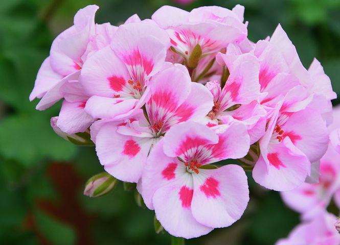 Detail Foto Bunga Geranium Pink Nomer 29