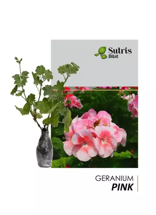 Detail Foto Bunga Geranium Pink Nomer 35