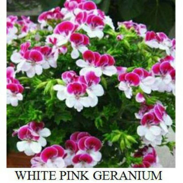 Detail Foto Bunga Geranium Pink Nomer 40