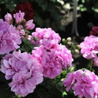 Detail Foto Bunga Geranium Pink Nomer 42