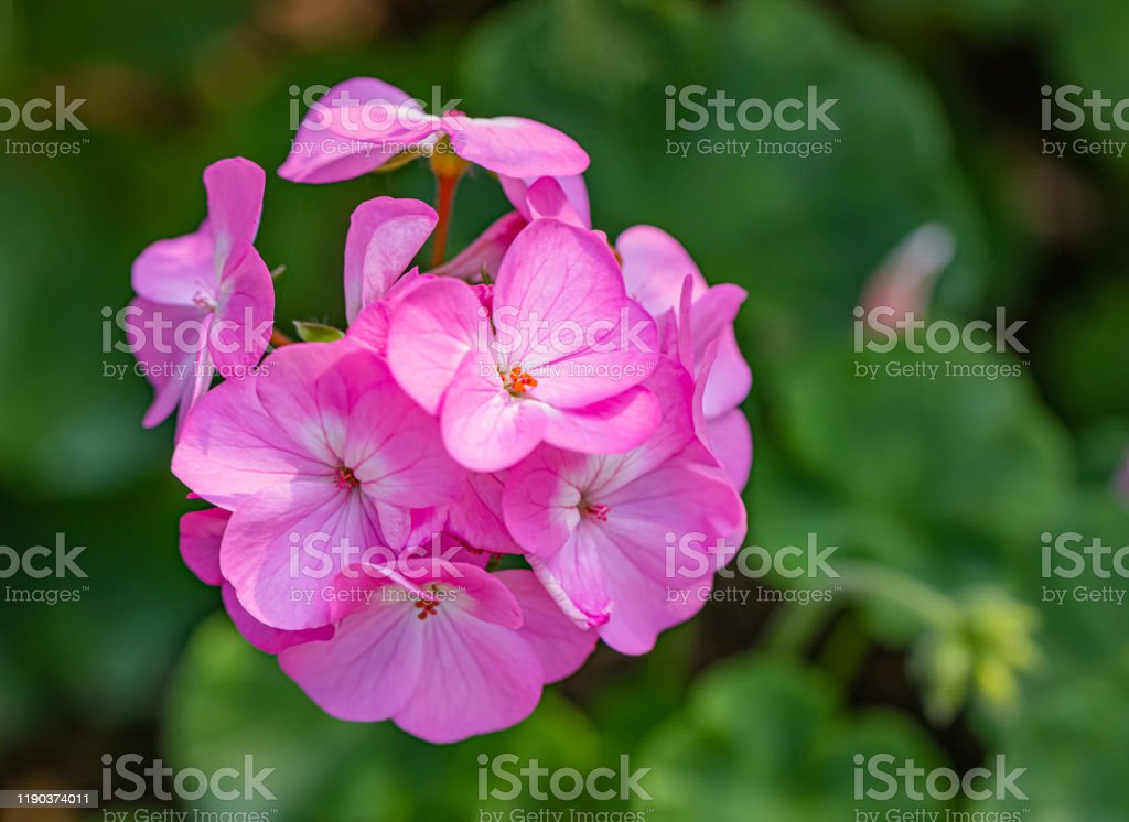 Detail Foto Bunga Geranium Pink Nomer 45