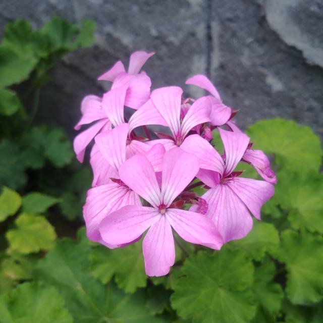 Detail Foto Bunga Geranium Pink Nomer 7