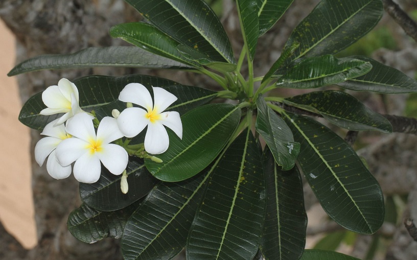 Detail Foto Bunga Jepun Bali Nomer 30