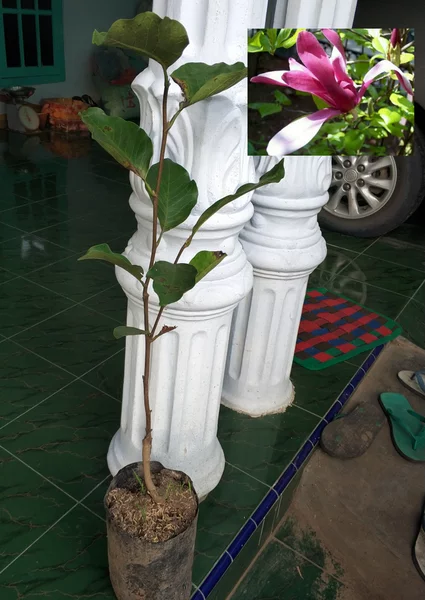 Detail Foto Bunga Kantil Nomer 47