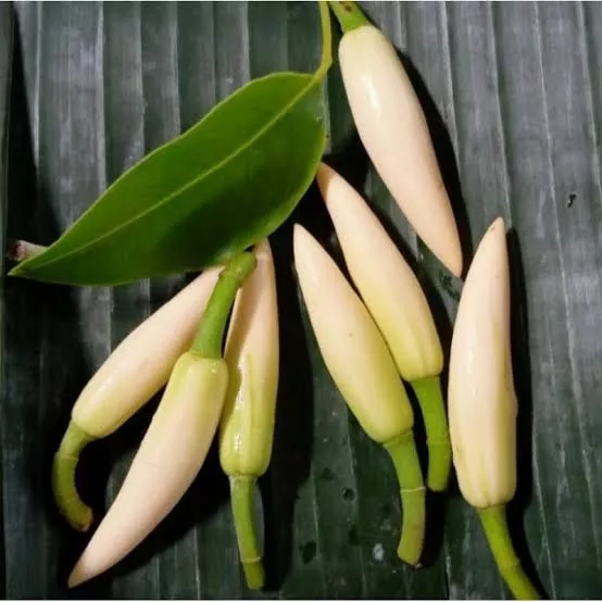 Detail Foto Bunga Kantil Nomer 50