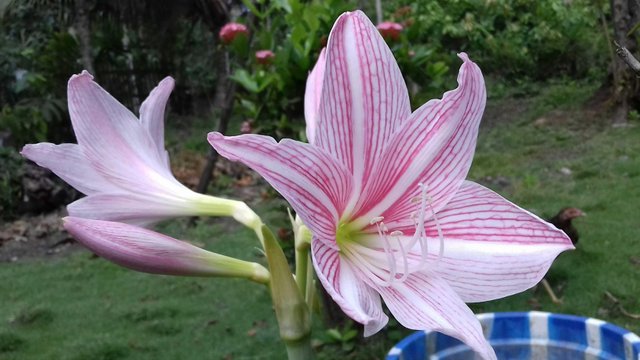 Detail Foto Bunga Lily Pink Nomer 12