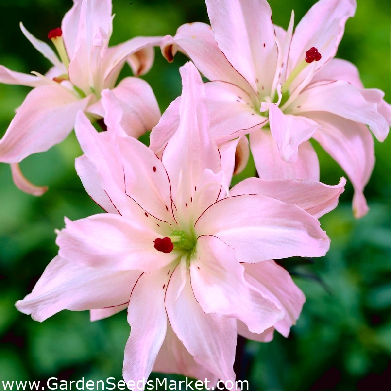 Detail Foto Bunga Lily Pink Nomer 3