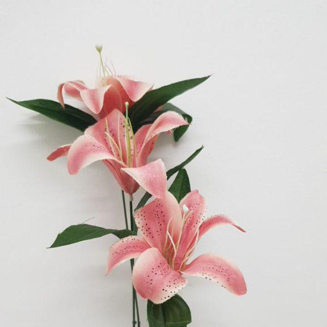 Detail Foto Bunga Lily Pink Nomer 30